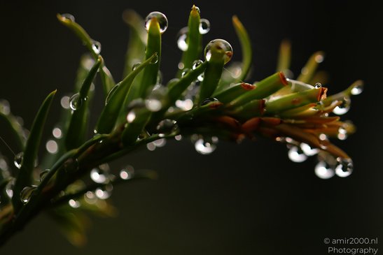 Raindrops glisten on the delicate leaves of a plant, highlighting their intricate details. - image from year 2026 #003