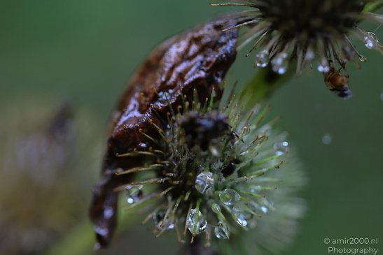 Rain Droplets On Plant Foliage: A close up of a wilting flower with raindrops on its petals. - image from year 2026 #004