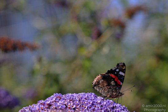 Red_Admiral_Butterfly_On_Butterfly_Bush_Insect_Macro_Macro_Photography_Canon_EOS_R5_Mark_II_2026_001.JPG