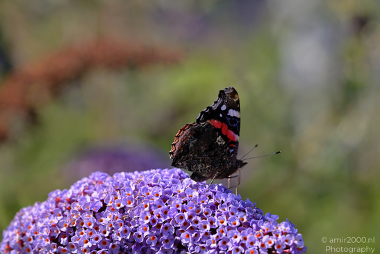 Red_Admiral_Butterfly_On_Butterfly_Bush_Insect_Macro_Macro_Photography_Canon_EOS_R5_Mark_II_2026_002.JPG