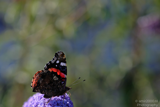 Red_Admiral_Butterfly_On_Butterfly_Bush_Insect_Macro_Macro_Photography_Canon_EOS_R5_Mark_II_2026_003.JPG
