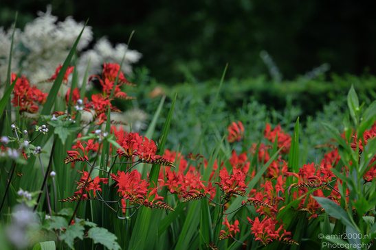 Red_Crocosmia_Garden_Display_Flower_Photography_Macro_Photography_Canon_EOS_R5_Mark_II_2026_001.JPG