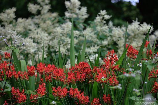 Red_Crocosmia_Garden_Display_Flower_Photography_Macro_Photography_Canon_EOS_R5_Mark_II_2026_002.JPG