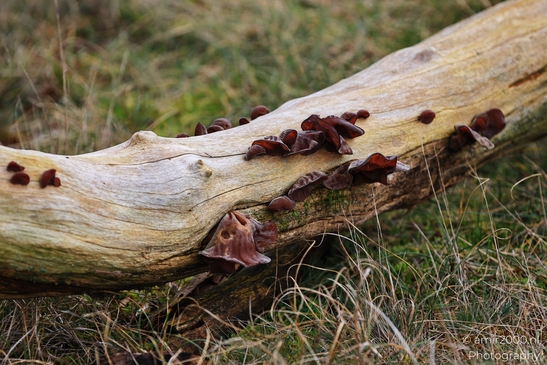 Red fungi growing on a fallen tree branch in a natural setting. - image from year 2026 #001