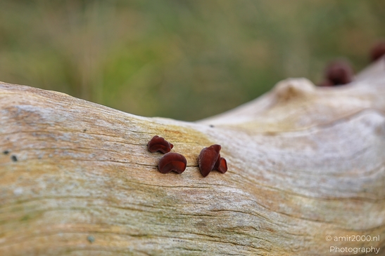 Macro close up showing close up texture of red fungi on tree in Mycography. - image from year 2026 #004