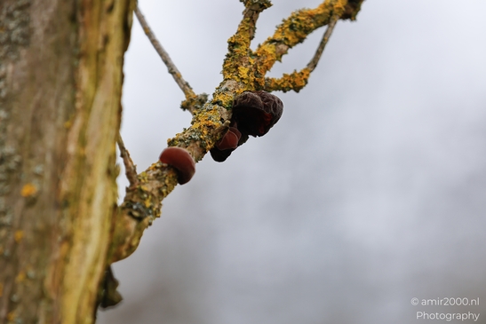 Red fungi growing on a tree branch in Amsterdamse Waterleidingduinen. - image from year 2026 #005