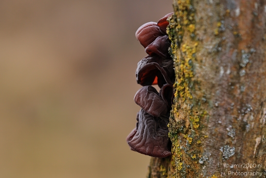 Close up of dark red fungi growing on a tree branch in the Amsterdamse Waterleidingduinen. - image from year 2026 #006