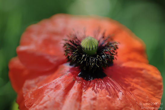 Red_Poppy_Flower_Flower_Photography_Macro_Photography_Canon_EOS_R5_Mark_II_2026_001.JPG