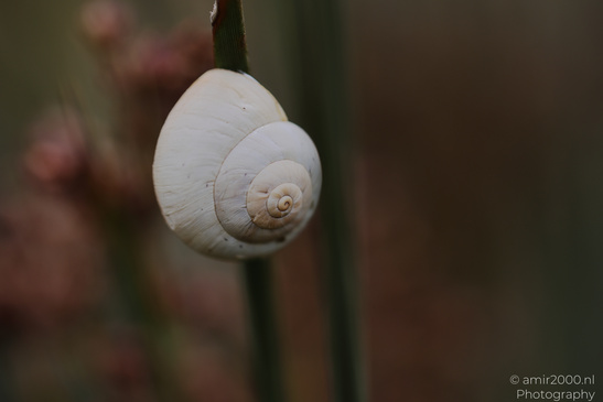Snail_Shells_On_Plant_Insect_Macro_Macro_Photography_Canon_EOS_R5_Mark_II_2026_001.JPG