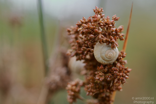 Snail_Shells_On_Plant_Insect_Macro_Macro_Photography_Canon_EOS_R5_Mark_II_2026_002.JPG