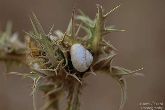 Snail_Shells_On_Plant_Insect_Macro_Macro_Photography_Canon_EOS_R5_Mark_II_2026_003.JPG