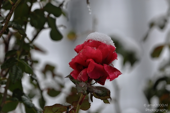 Snow_Capped_Rose_Portrait_Flower_Photography_Macro_Photography_Canon_EOS_R5_Mark_II_2026_002.JPG