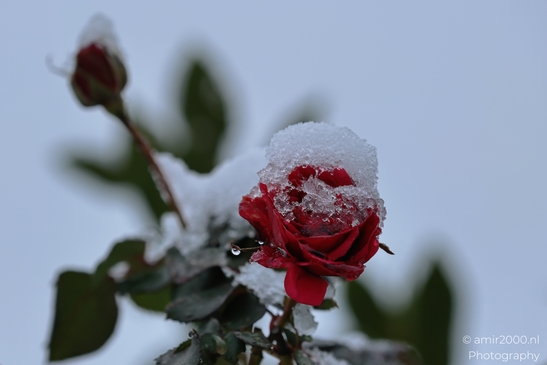 Snow_Capped_Rose_Portrait_Flower_Photography_Macro_Photography_Canon_EOS_R5_Mark_II_2026_003.JPG