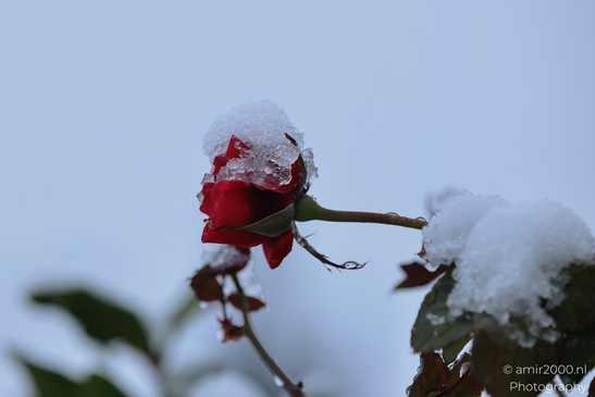 Snow_Capped_Rose_Portrait_Flower_Photography_Macro_Photography_Canon_EOS_R5_Mark_II_2026_004.JPG