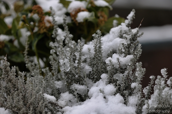 Snow_Dusted_Evergreen_Detail_Botanical_Photography_Macro_Photography_Canon_EOS_R5_Mark_II_2026_002.JPG