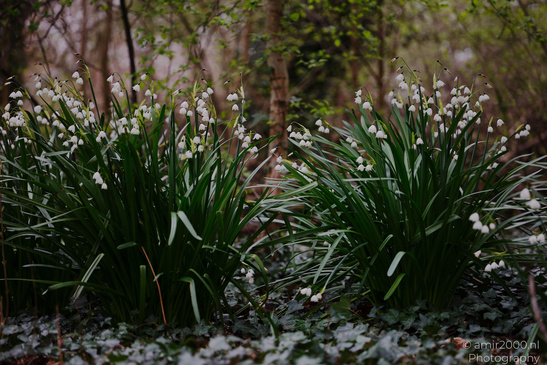 Snowdrops bloom in a forested area with snow covering the ground. - image from year 2026 #001