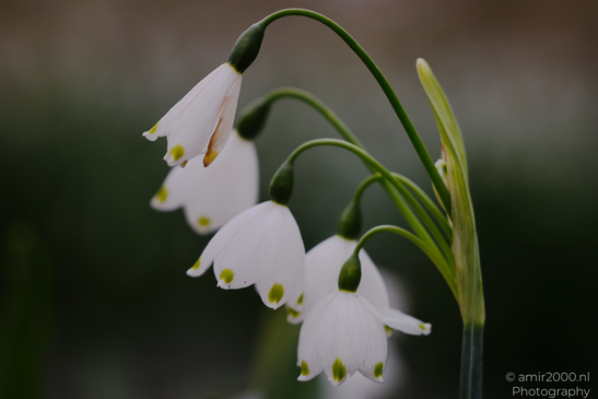 A cluster of white flowers with green centers and yellow tips, hanging from slender stems - image from year 2026 #002