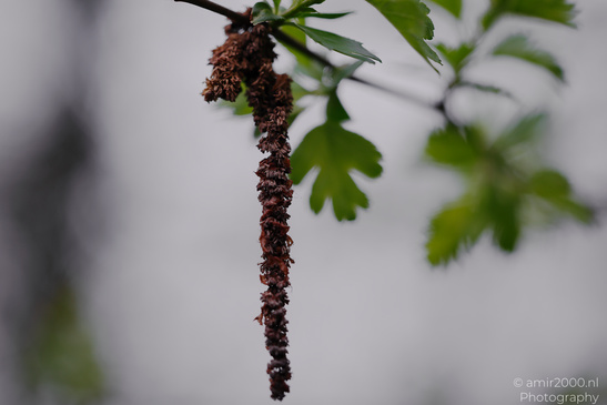 A close up of a plant with small, clustered structures hanging from a branch and green leaves in - image from year 2026 #001