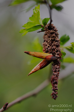 A close up of a plant with green leaves and a cluster of small, brownish structures hanging from - image from year 2026 #002