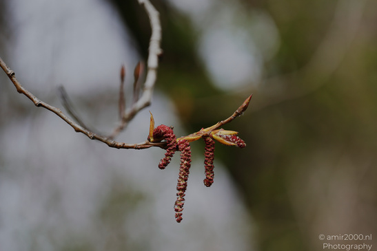 A close up of a branch with small, reddish brown catkins and some green buds attached to it - image from year 2026 #003