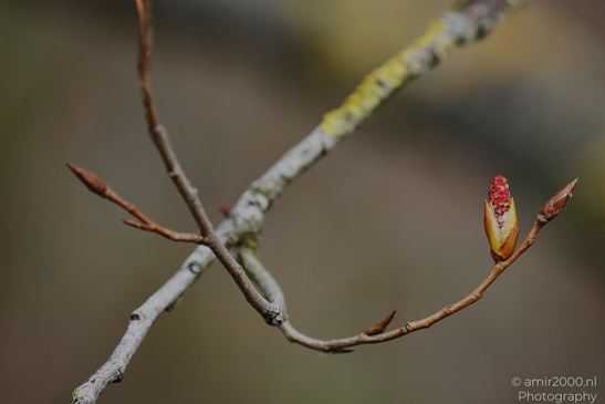 A close up of a branch with budding flowers and catkins in early spring. - image from year 2026 #004