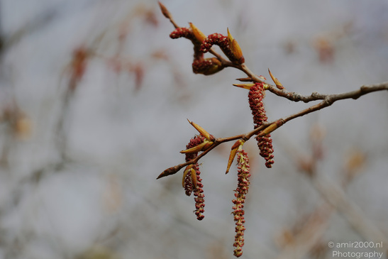 A close up of catkins hanging from a branch in early spring. - image from year 2026 #005