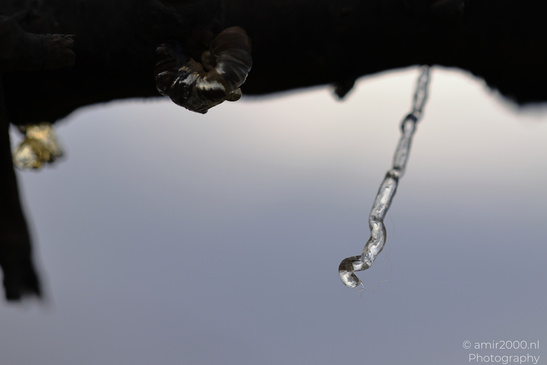 Tree_Resin_At_Ariel_Sharon_Park_Tel_Aviv_Jaffa_Israel_Macro_Photography_Canon_EOS_R5_Mark_II_2026_001.JPG