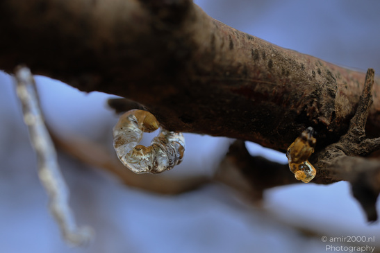 Tree_Resin_At_Ariel_Sharon_Park_Tel_Aviv_Jaffa_Israel_Macro_Photography_Canon_EOS_R5_Mark_II_2026_002.JPG