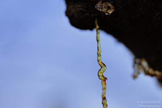 Tree_Resin_At_Ariel_Sharon_Park_Tel_Aviv_Jaffa_Israel_Macro_Photography_Canon_EOS_R5_Mark_II_2026_006.JPG