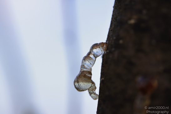 Tree_Resin_At_Ariel_Sharon_Park_Tel_Aviv_Jaffa_Israel_Macro_Photography_Canon_EOS_R5_Mark_II_2026_007.JPG