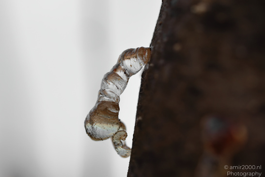 Tree_Resin_At_Ariel_Sharon_Park_Tel_Aviv_Jaffa_Israel_Macro_Photography_Canon_EOS_R5_Mark_II_2026_008.JPG