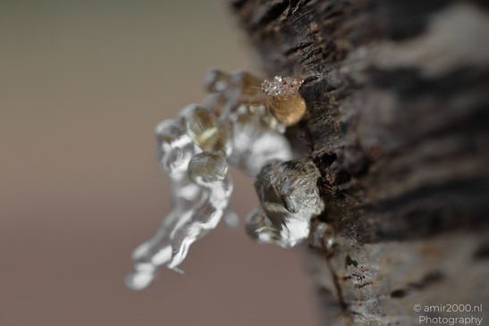 Tree_Resin_At_Ariel_Sharon_Park_Tel_Aviv_Jaffa_Israel_Macro_Photography_Canon_EOS_R5_Mark_II_2026_009.JPG