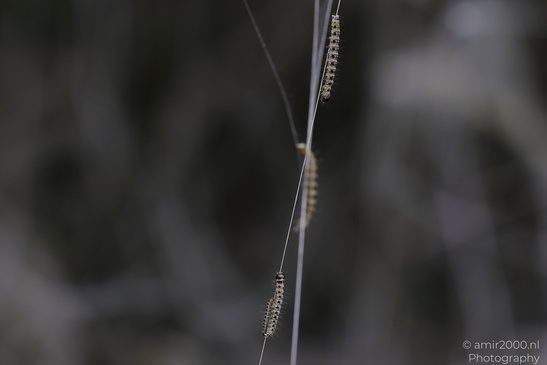 Webworm_Caterpillars_Insect_Macro_Macro_Photography_Canon_EOS_R5_Mark_II_2026_002.JPG