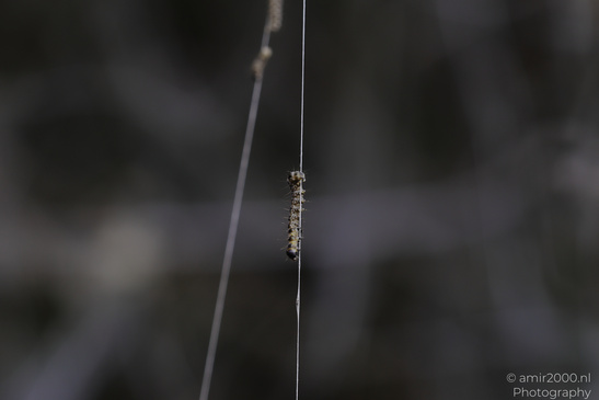 Webworm_Caterpillars_Insect_Macro_Macro_Photography_Canon_EOS_R5_Mark_II_2026_003.JPG