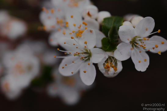 Close up of delicate white flowers with yellow stamens and green leaves. - image from year 2026 #001