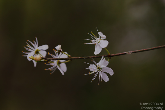 A delicate white blossom branch against a dark backdrop. - image from year 2026 #002