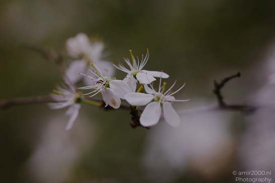 A close up of white blossoms with delicate petals and stamens on thin branches against a blurred - image from year 2026 #003