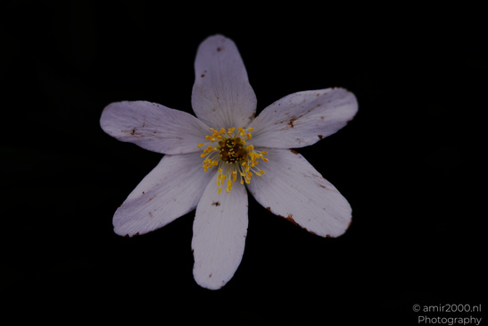 White Blossom shows close color and fine surface texture. - image from year 2026 #004
