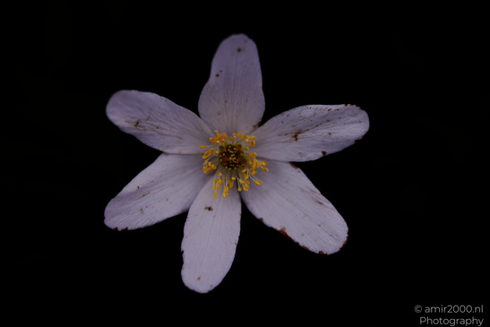 White Blossom has close color detail and fine texture. - image from year 2026 #005