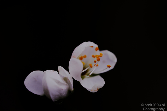 A delicate white flower with a single open petal and its stamen against a dark background. - image from year 2026 #006
