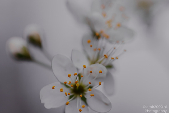 Delicate white blossoms with yellow stamens against a soft, blurred background of similar color - image from year 2026 #007
