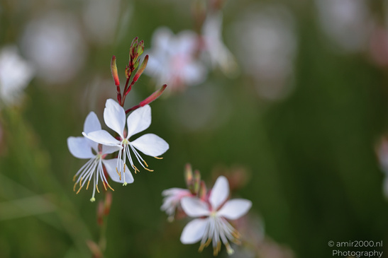 White_Flower_Blooms_Flower_Photography_Macro_Photography_Canon_EOS_R5_Mark_II_2026_001.JPG