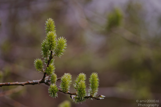 Willow_Catkins_Flora_Photography_Macro_Photography_Canon_EOS_R5_Mark_II_2026_001.JPG
