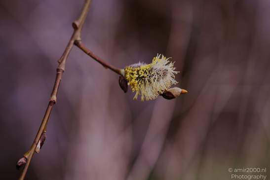 Willow_Catkins_Flora_Photography_Macro_Photography_Canon_EOS_R5_Mark_II_2026_002.JPG