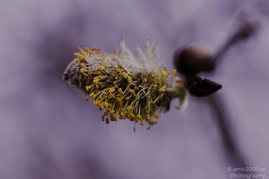 A close up of a willow catkin with delicate yellow stamens and a dark brown stem. - image from year 2026 #003