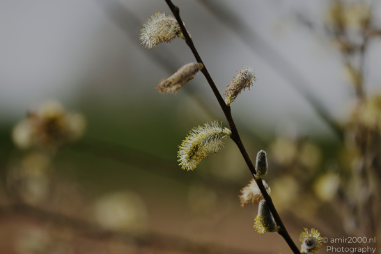 A close up of a branch with fluffy, catkin like structures hanging from it against a blurred - image from year 2026 #004