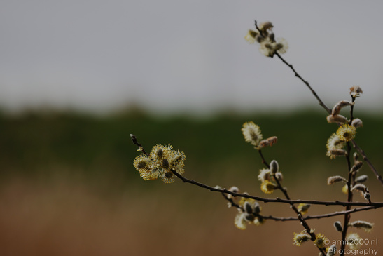 A delicate branch with willow catkins swaying in the breeze. - image from year 2026 #005