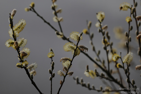 Willow catkins in early spring, with delicate yellow buds against a muted sky. - image from year 2026 #006