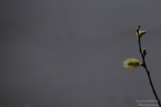 A close up of a branch with small, fluffy structures resembling catkins against a dark gray - image from year 2026 #007