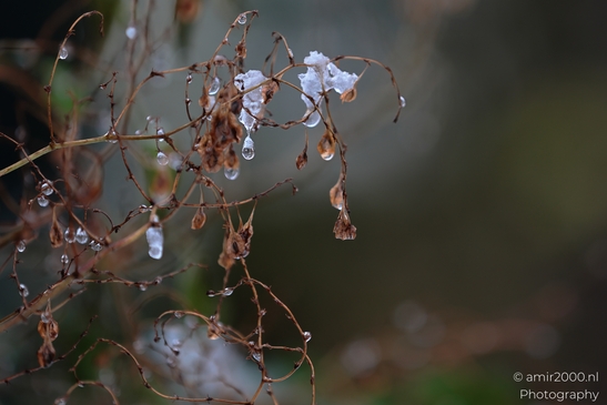 Withered_Vine_Abstract_Winter_Drip_Patterns_Botanical_Photography_Macro_Photography_Canon_EOS_R5_Mark_II_2026_001.JPG